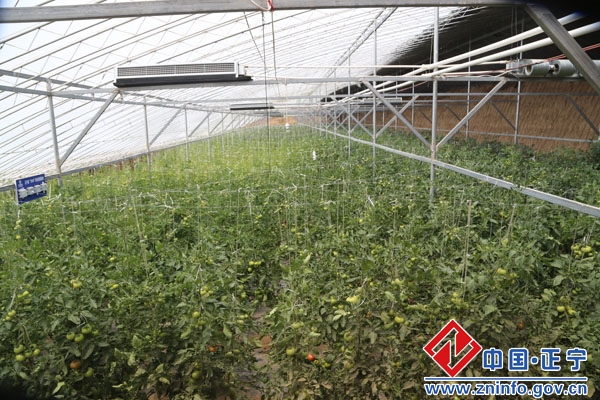 市政协副主席、农牧局局长张怀仁检查正宁县瓜菜生产工作