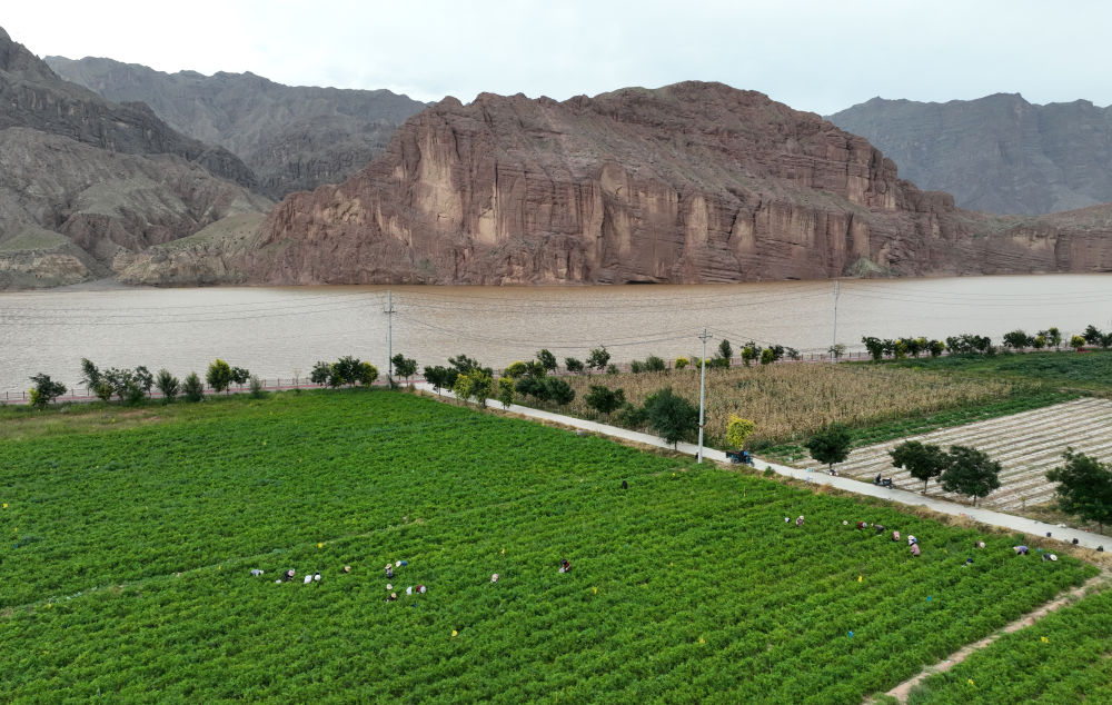 青海循化线辣椒“搭乘”飞船开启航天育种新里程