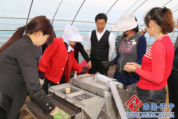 段登云督查川区万亩露地蔬菜育苗工作