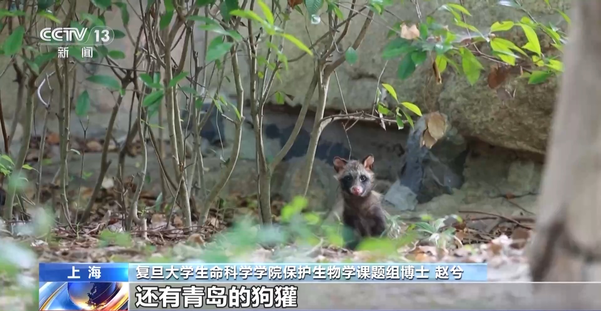 越来越多野生动物“爱上”都市生活 人类如何与它们相处?