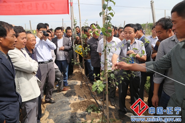 20150615053632774.jpg 正宁县夏季苹果园管理培训会在宫河镇东里村举行