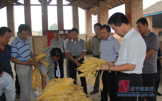 张龙杰督查烤烟收购工作