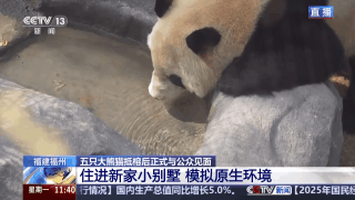 住“别墅”、吃毛竹 五只大熊猫抵榕后“组团”亮相