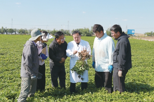 花生结出“金果果”——辽宁花生产业创新团队多维度驱动产业升级