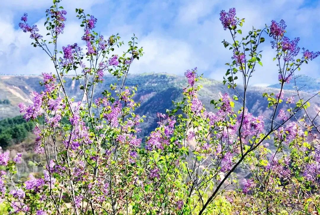 法治护航 阔步前行——写在农村集体经济组织法施行之际