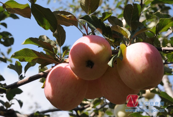 张龙杰走访“双联”户