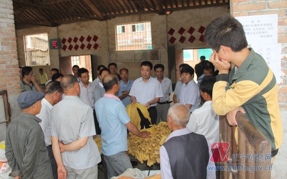 张龙杰督查烤烟收购工作