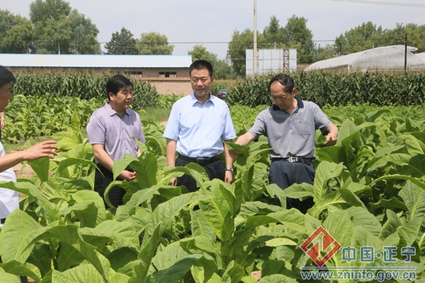 省烟草专卖局局长武卫东来正宁调研