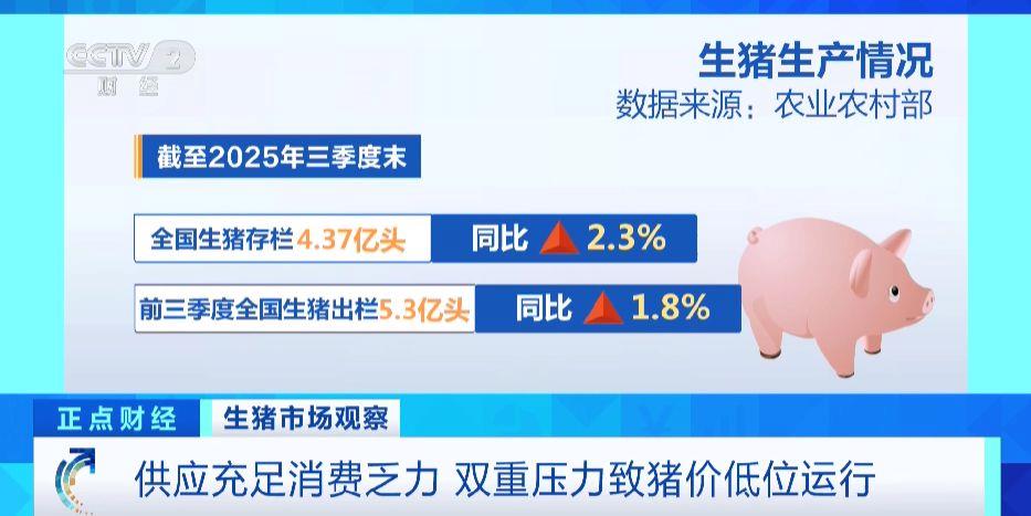 生猪行情旺季不旺 猪价为何承压?记者调查→