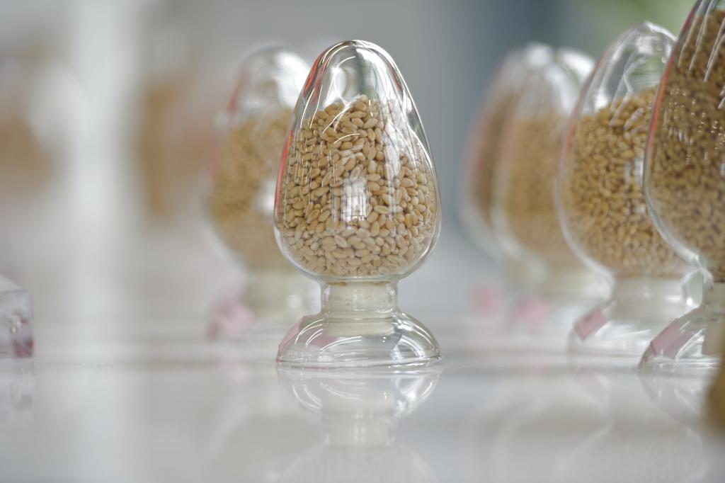 端稳中国饭碗!农作物自育品种超95%