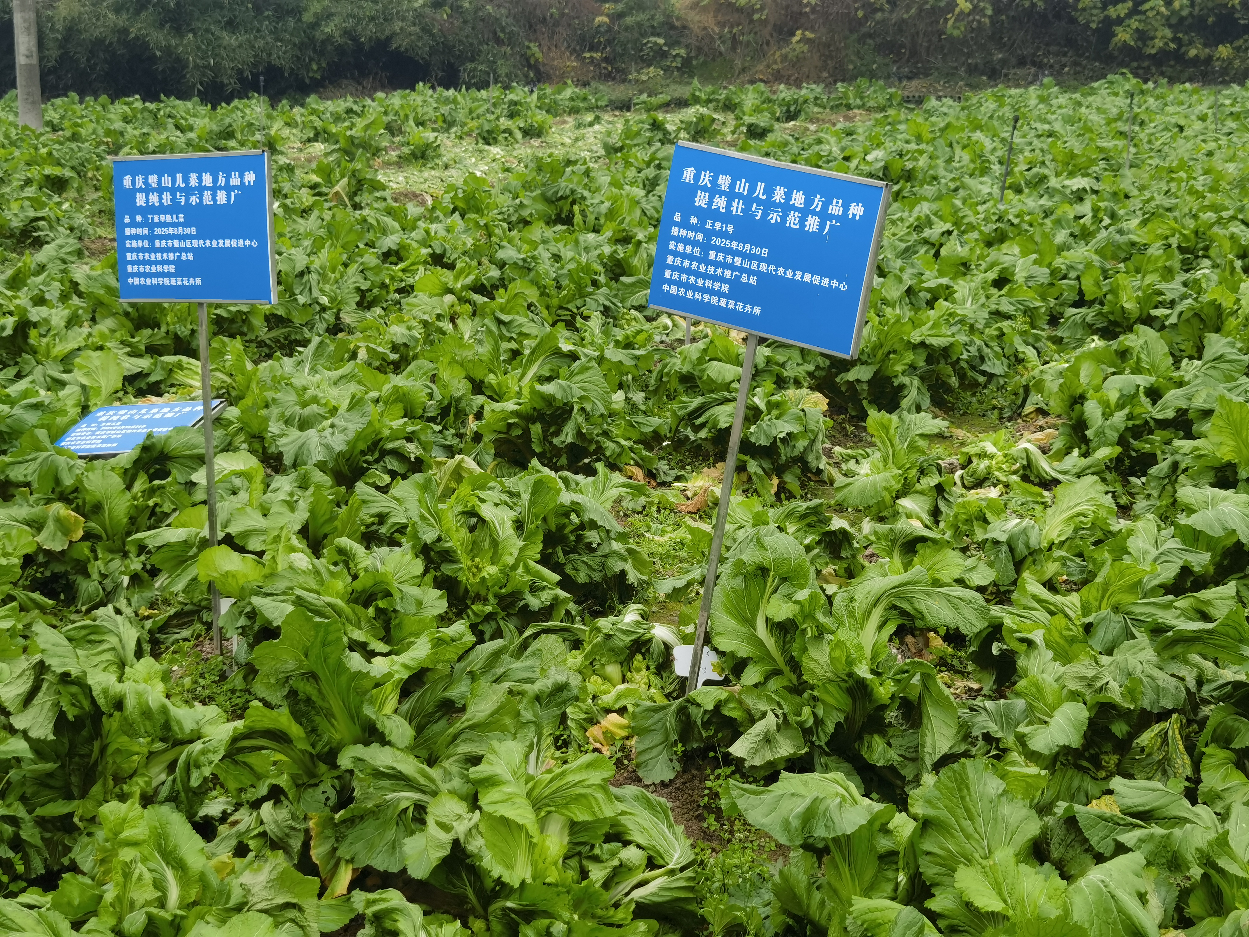 “一母多子”生“金娃”：璧山儿菜提纯复壮记