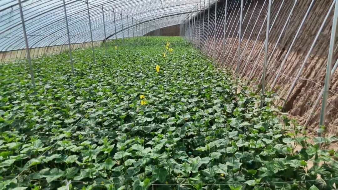 寒冬大棚暖意浓 正宁果蔬抢鲜上市添年味