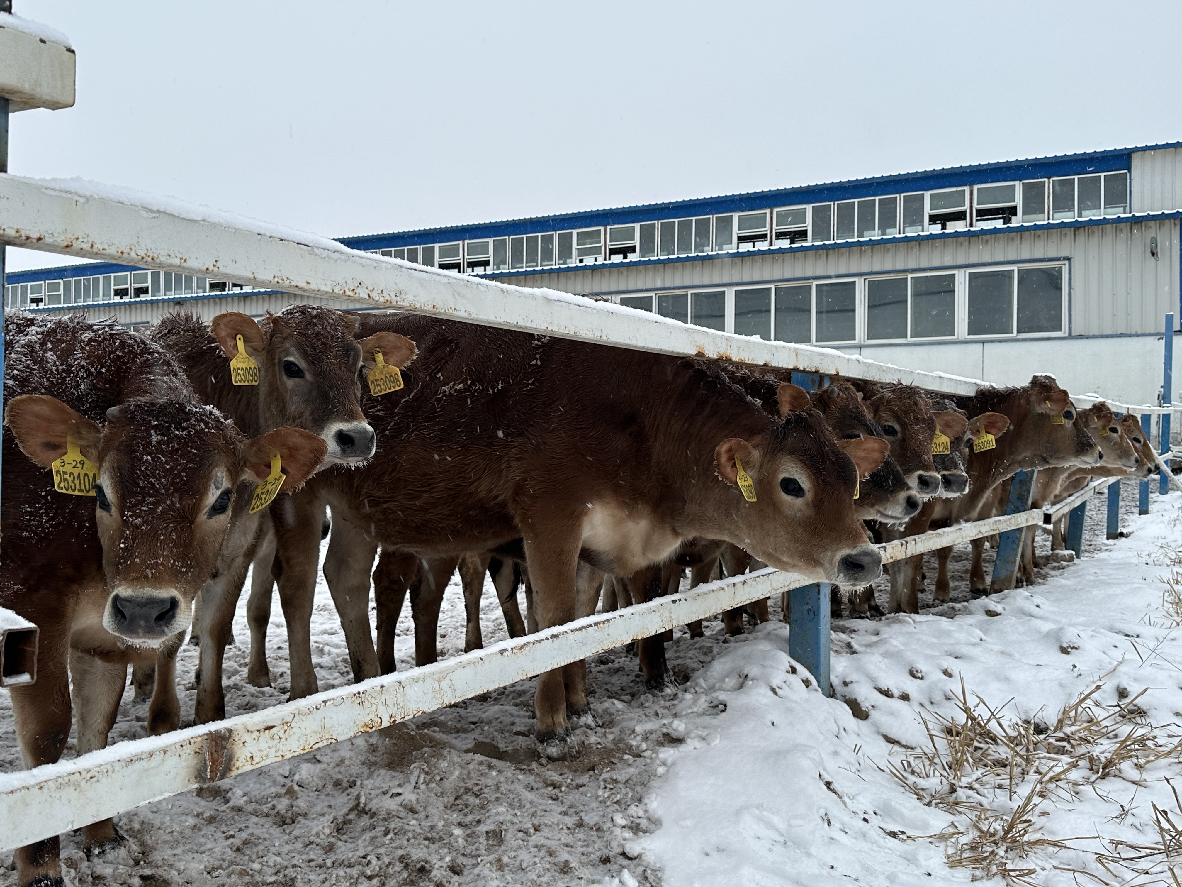 寒潮、暴雪、冰冻预警！养殖场户要如何应对