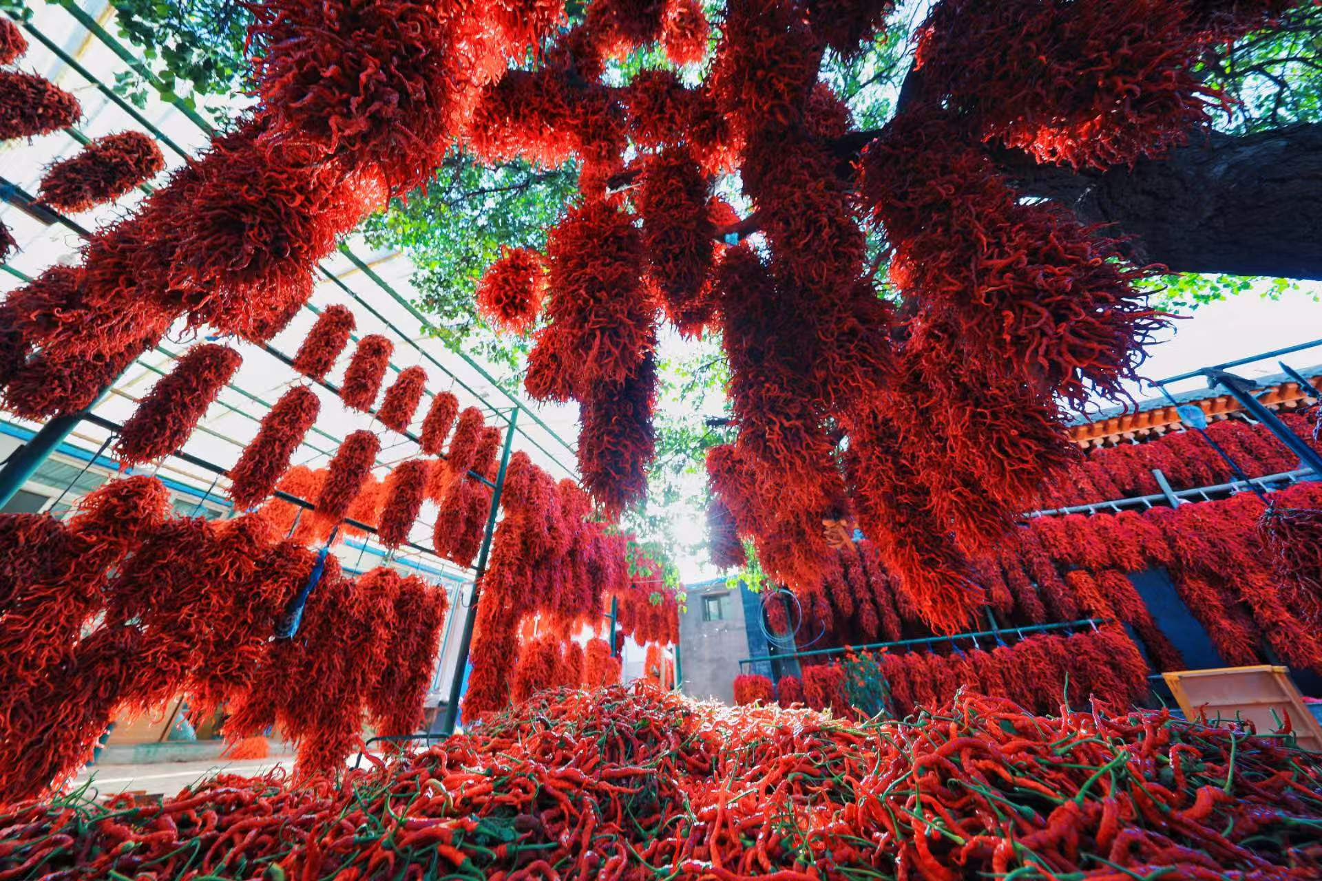 青海循化线辣椒“搭乘”飞船开启航天育种新里程