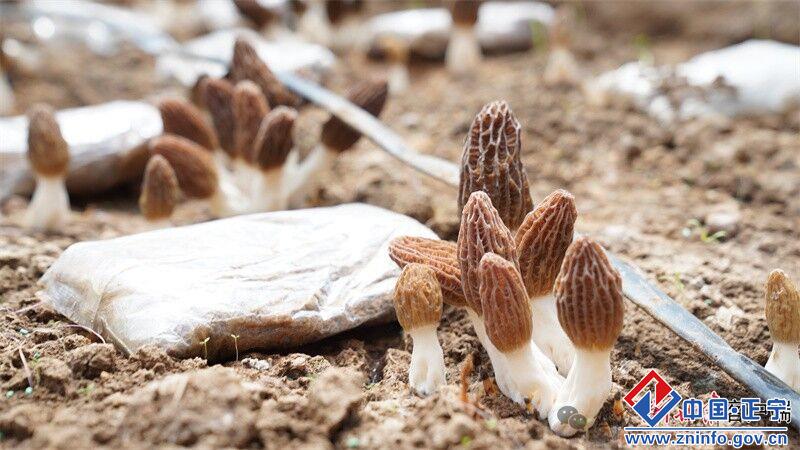 正宁县宫河镇:羊肚菌撑起“富民伞”