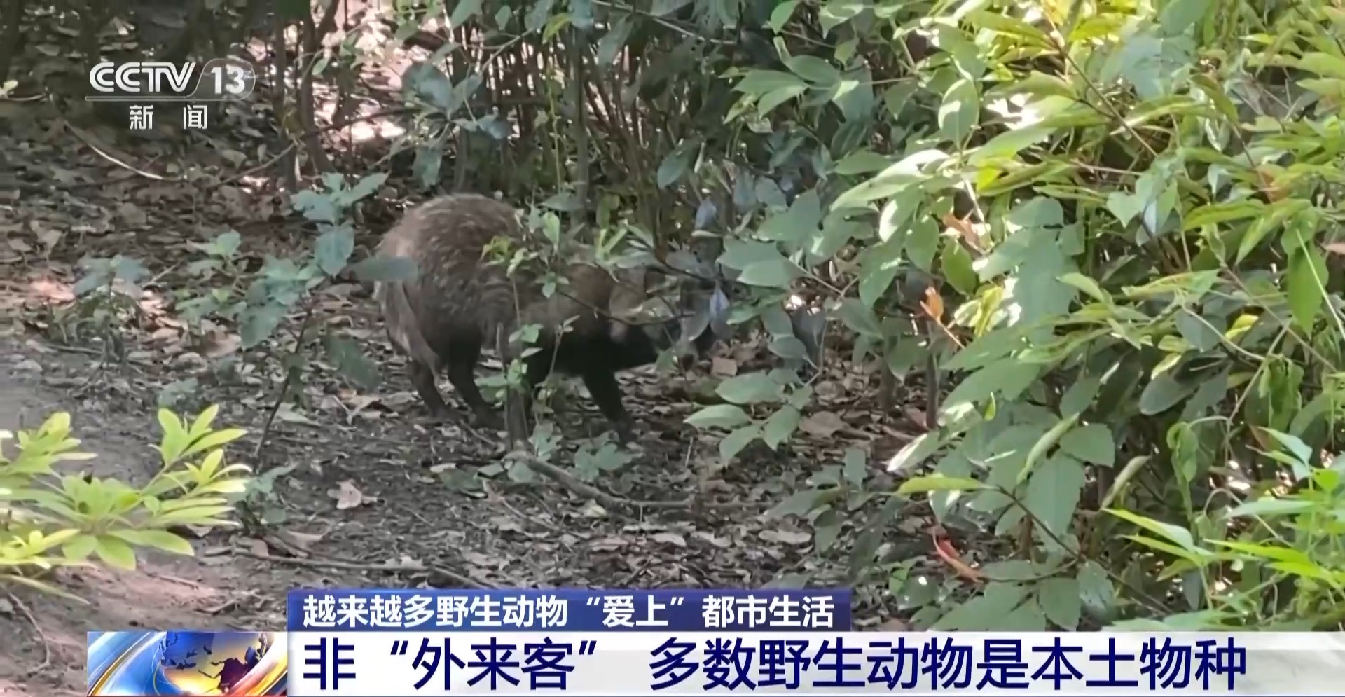 越来越多野生动物“爱上”都市生活 人类如何与它们相处?