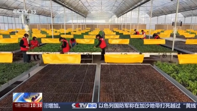 无人机植保+数字化管控 “00后种菜班”让智慧种菜成为田间日常