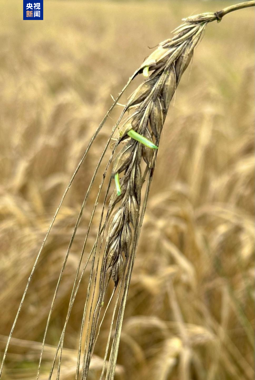 科学家破解大麦种子休眠关键机制 助力应对气候与粮食挑战