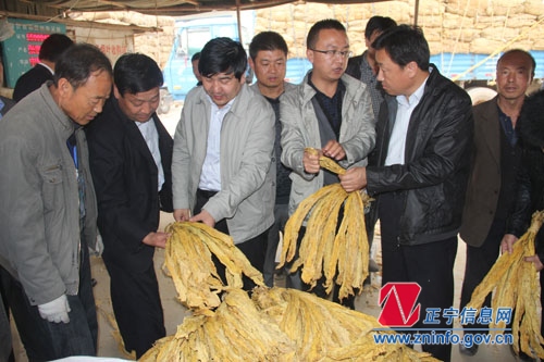 马光荣 曹育铮督查全县烤烟收购管理工作