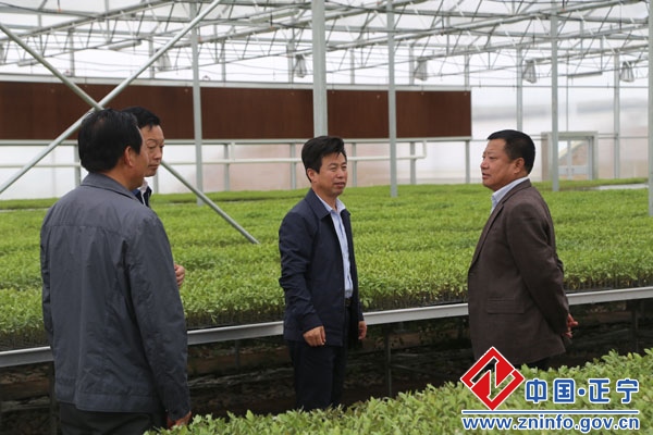 市政协副主席、农牧局局长张怀仁检查正宁县瓜菜生产工作