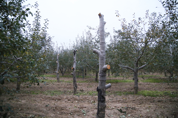 段登云督查秋季栽果和果园管理工作