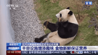 住“别墅”、吃毛竹 五只大熊猫抵榕后“组团”亮相
