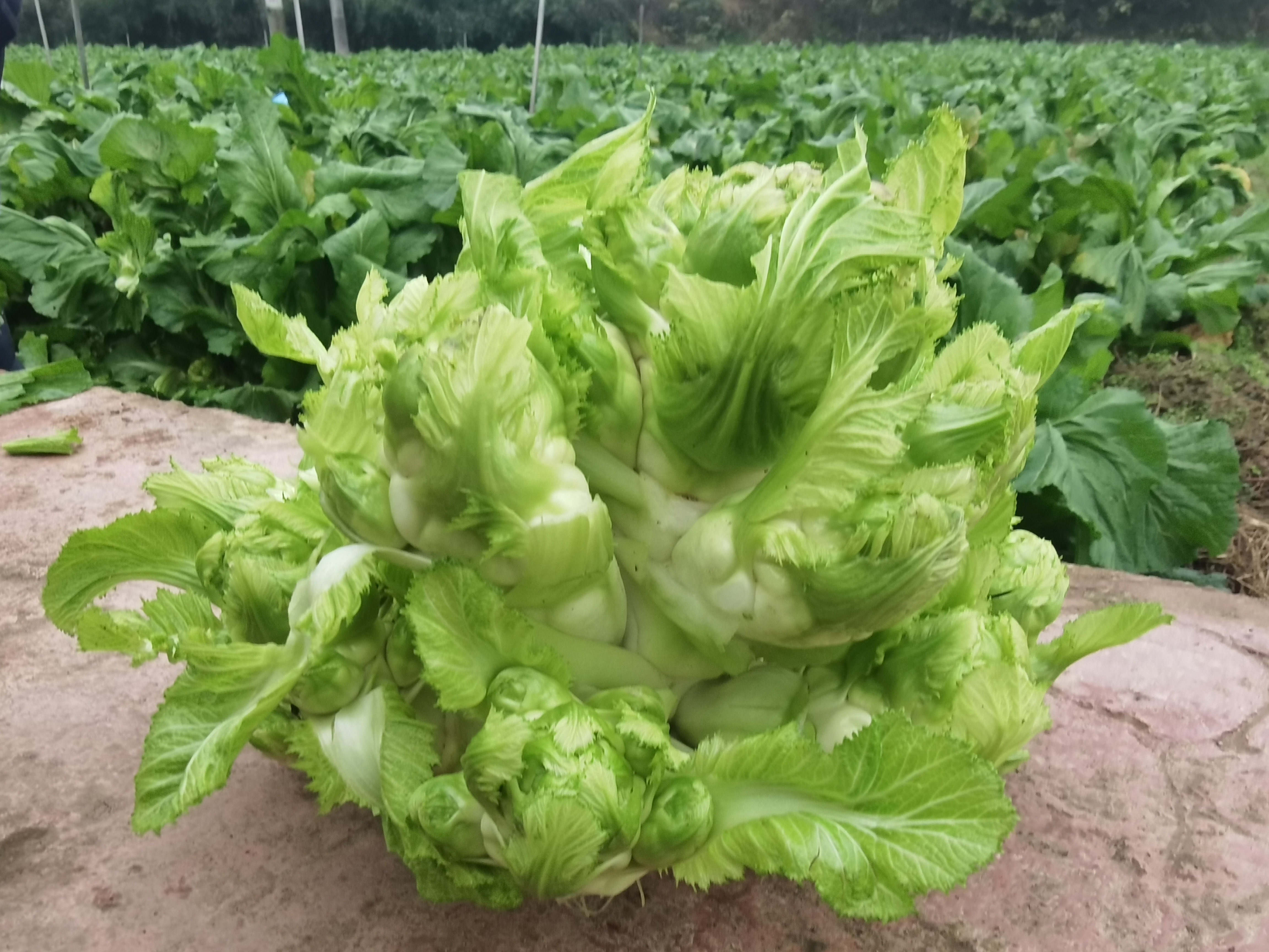 “一母多子”生“金娃”：璧山儿菜提纯复壮记