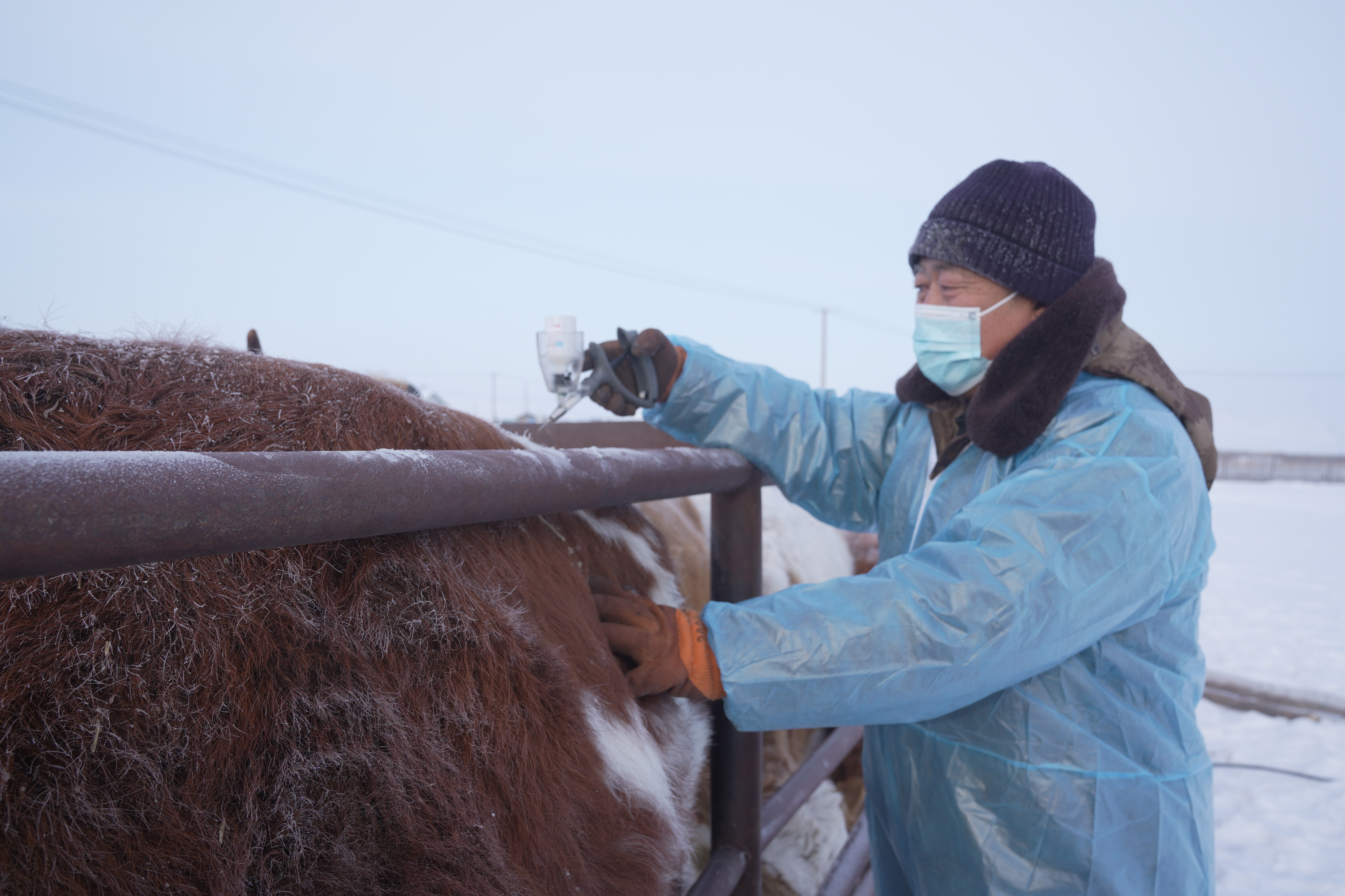 寒潮、暴雪、冰冻预警！养殖场户要如何应对
