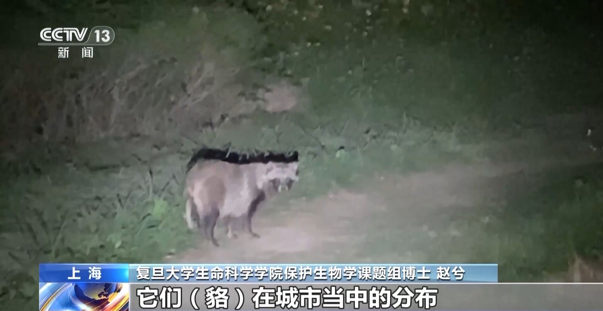 越来越多野生动物“爱上”都市生活 人类如何与它们相处?