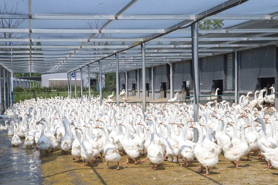 家禽保种也有了“种子”，需要时就能“种出”纯种种群
