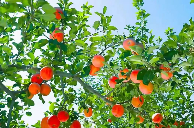 锻造农业“金字招牌”<br>——“十四五”期间农业品牌建设综述