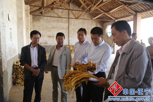 99.jpg 张龙杰督查调研川区蔬菜销售及烤烟收购工作