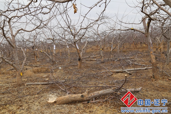 2015年全市苹果郁闭低效园间伐改造暨修剪技术现场培训会在我县举办