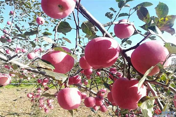 正宁苹果进入上海高端市场