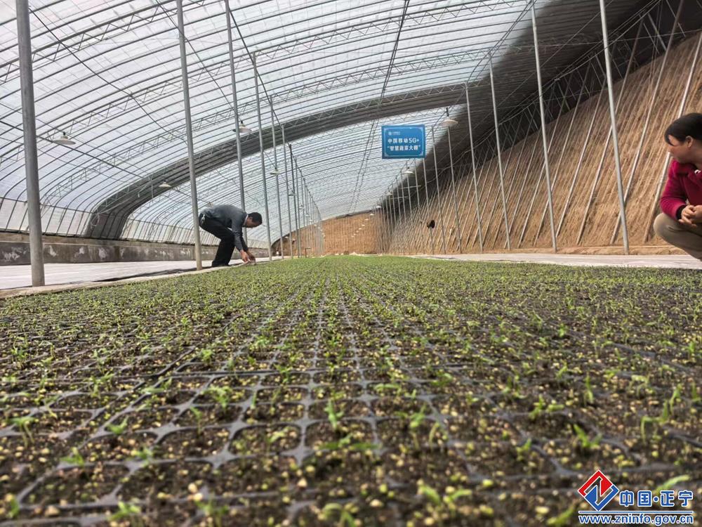培育优质瓜菜种苗，助力春季蔬菜生产