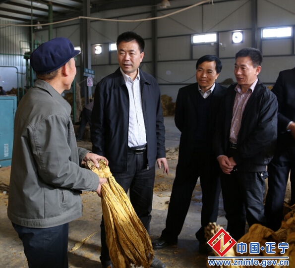 张龙杰督查全县烤烟收购工作