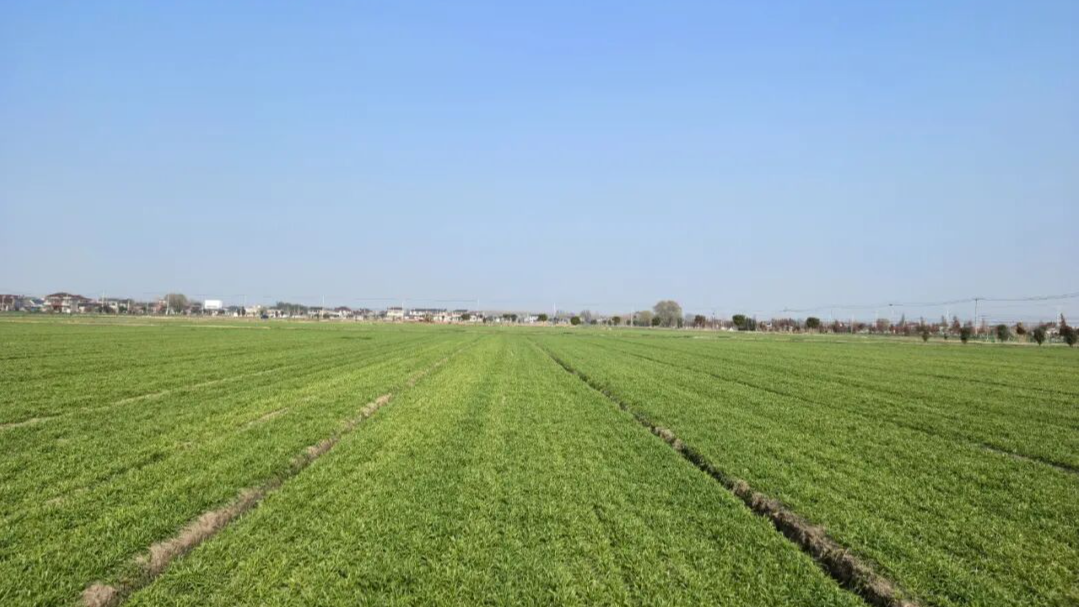 美好生活的种子 | 一粒好麦种，种出丰收与幸福