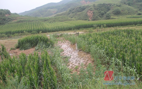 张龙杰赴各乡镇督查防汛工作