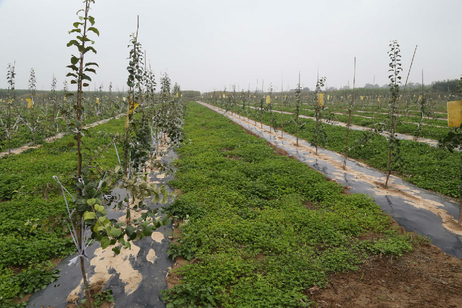全市苹果赛园赛果活动专家组现场观摩指导正宁县苹果标准化示范园建设