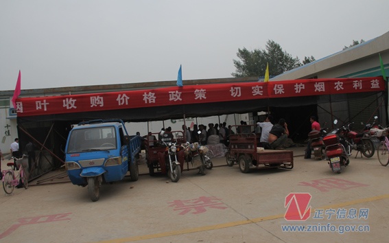 张龙杰督查烤烟收购工作