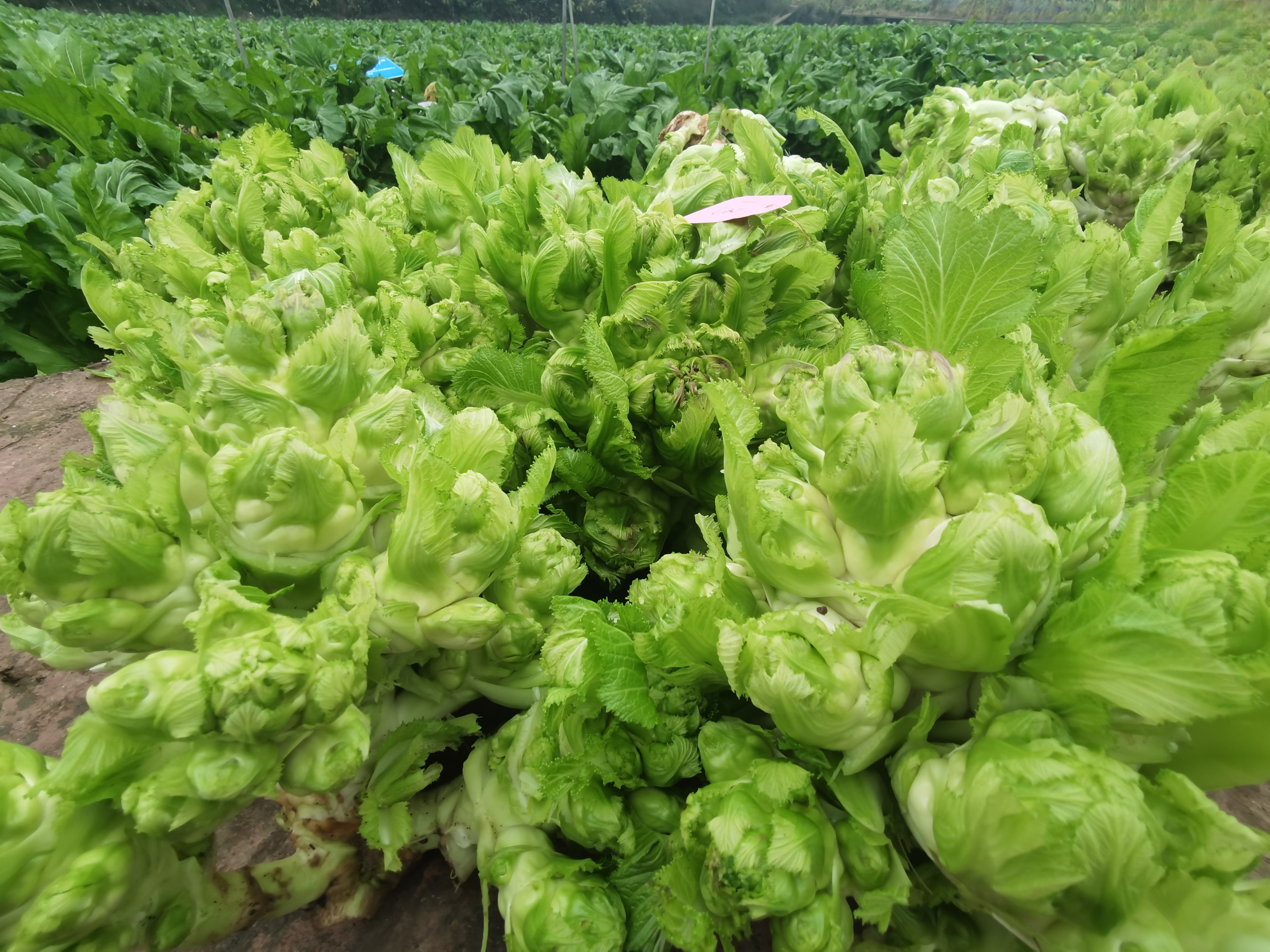 “一母多子”生“金娃”：璧山儿菜提纯复壮记