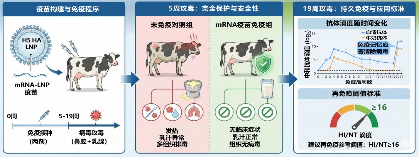 国际​首款安全有效H5牛流感mRNA疫苗研制成功