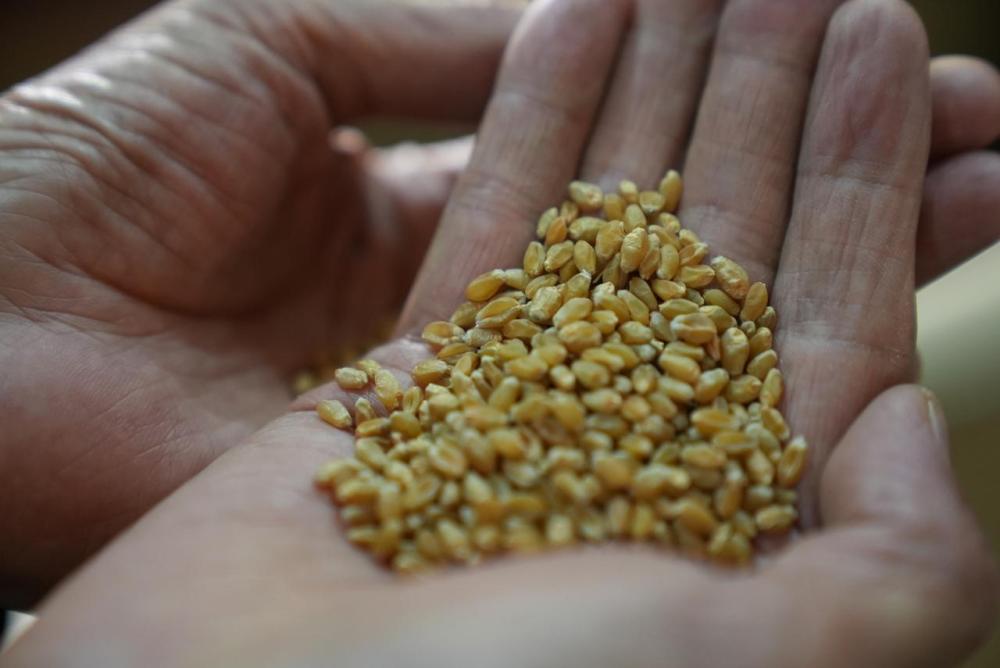 一场等了两年的“麦种之约”