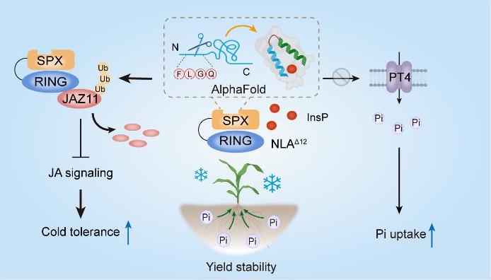 玉米“抗寒”与“高效吸收养分”难两全？我国科学家找到改善新路径