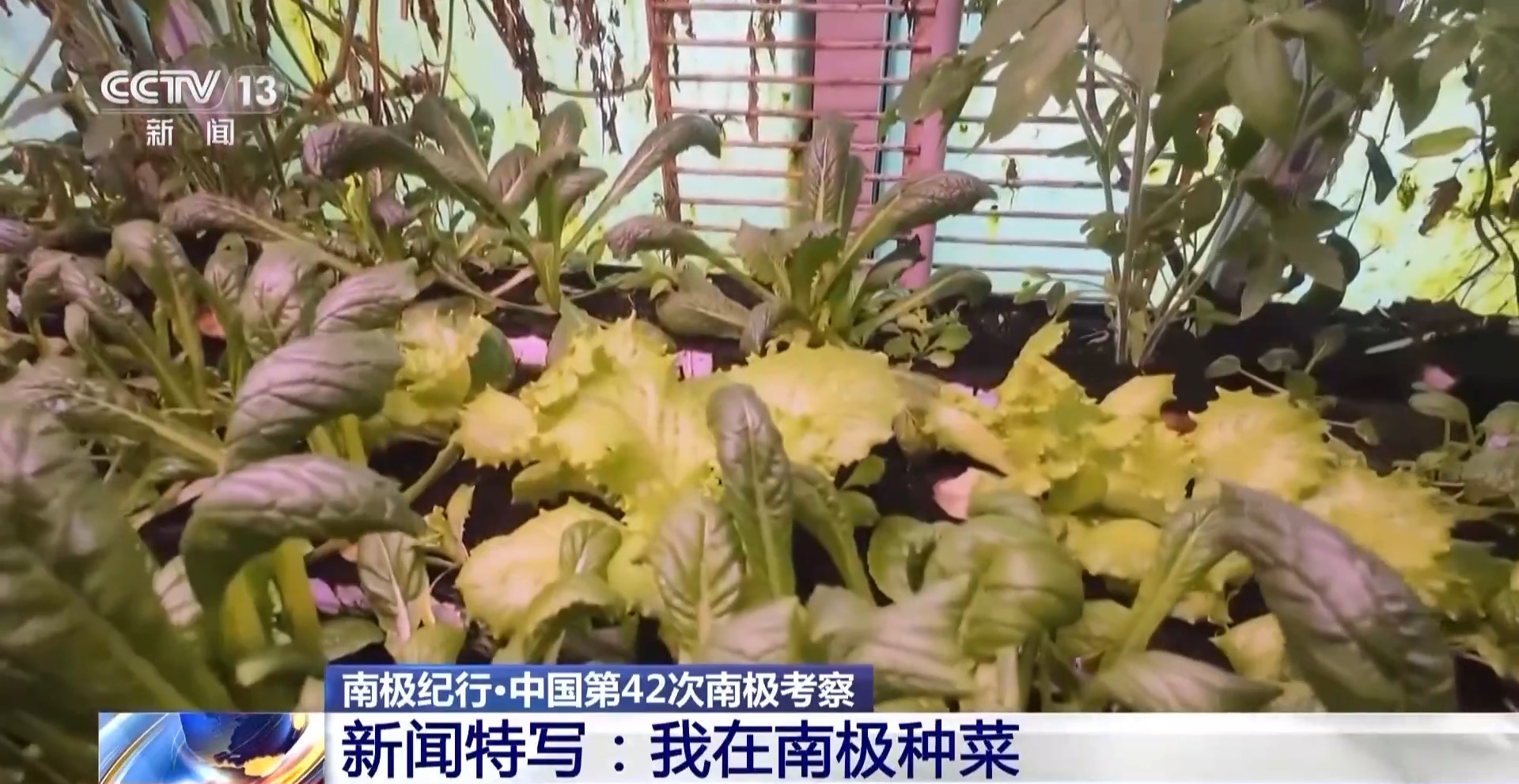 在南极种菜是什么体验？