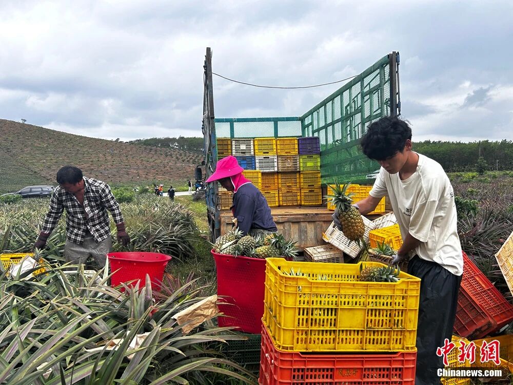 这块神奇的土地，咋还种出了“菠萝的海”？