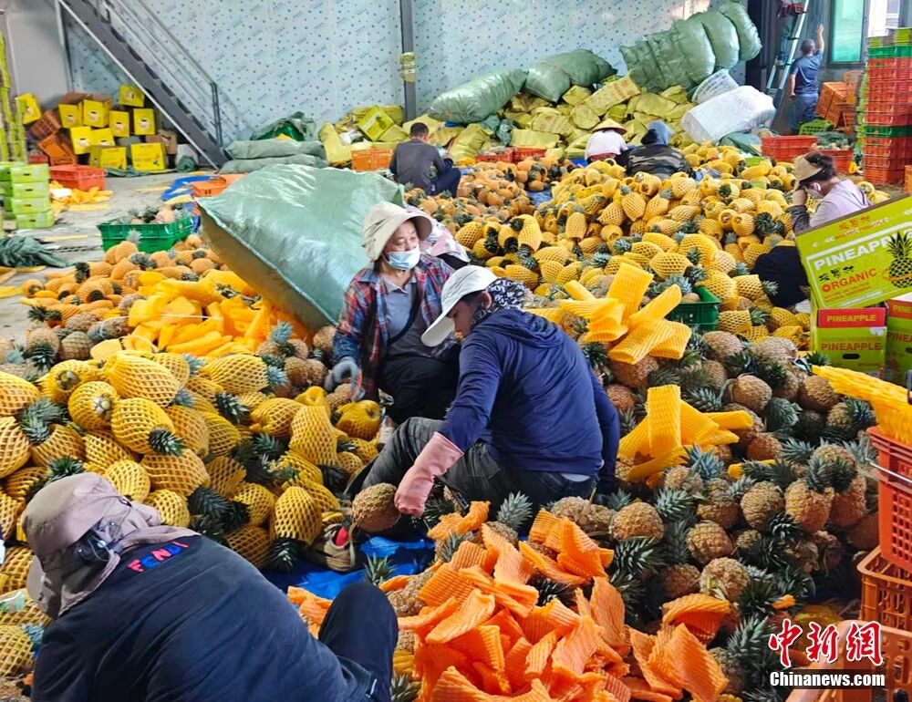 这块神奇的土地，咋还种出了“菠萝的海”？