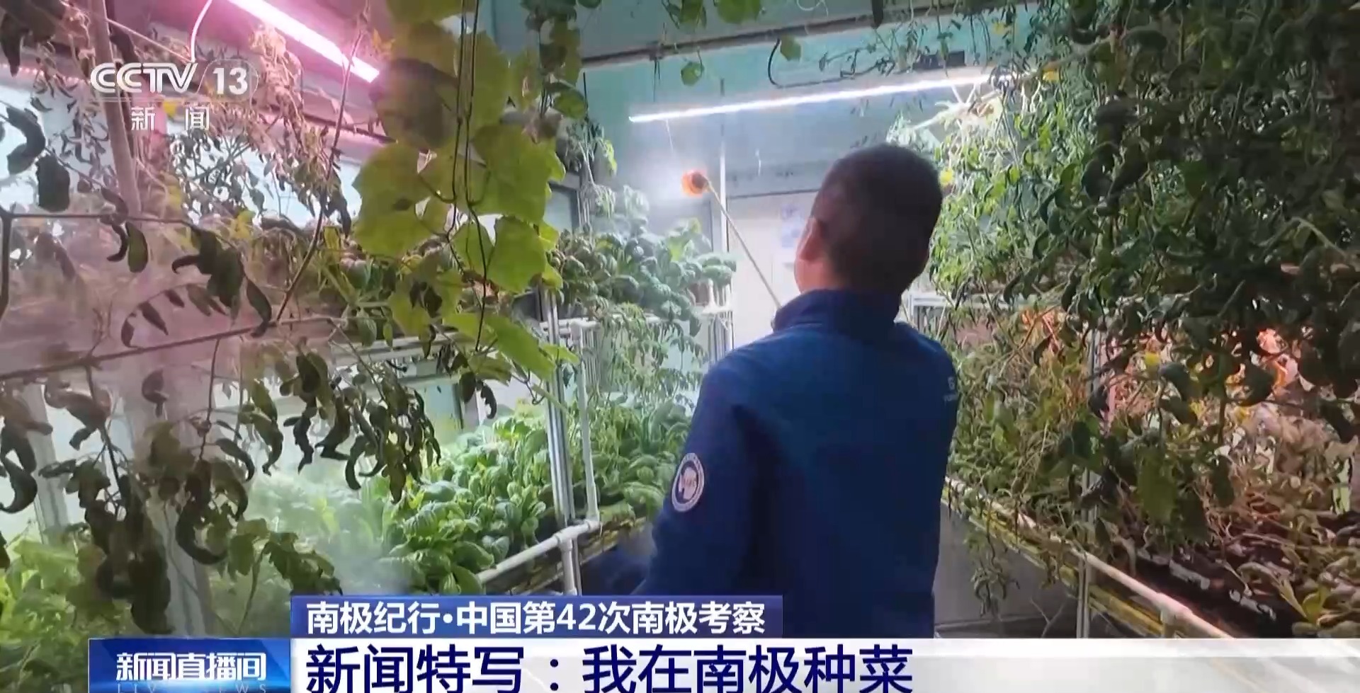 在南极种菜是什么体验？