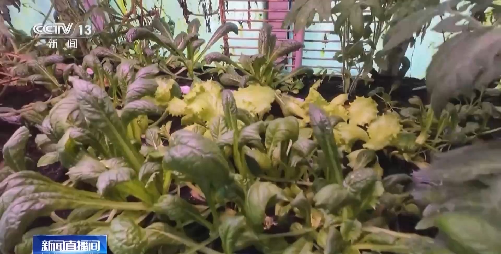 在南极种菜是什么体验？