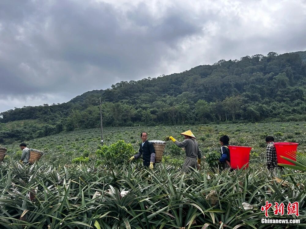 这块神奇的土地，咋还种出了“菠萝的海”？